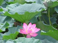 Albums/20060800-China Aug 2006/20060804-Shenyang University/37